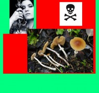 /album/fotogalerie-co-o-houbach-vim/cepicatka-prstenita-jpg/